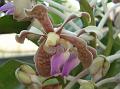 Bicolor Vanda